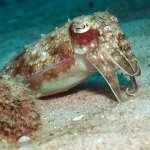 Blue Ribbon Dive Resort Sabang